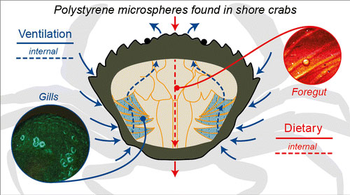 ingested microplastics retained within the body tissues of the common shore crab, Carcinus maenas