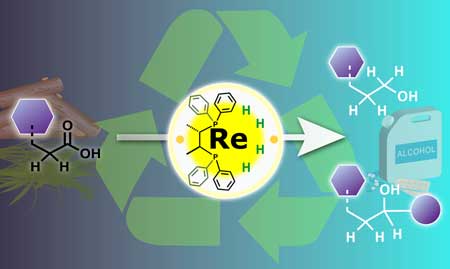 A rhenium catalyst in a high oxidation state is used to hydrogenate carboxylic acids present in organic waste, producing a range of useful alcohol products