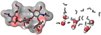 Das Zuckermolekül sLex (links) mimt die Wassermoleküle (rechts), die das Selectin umgeben