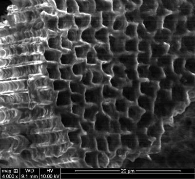 A sponge formed from a solid wafer of silicon