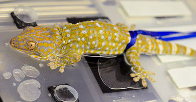 A gecko's adhesion is tested on a wet surface