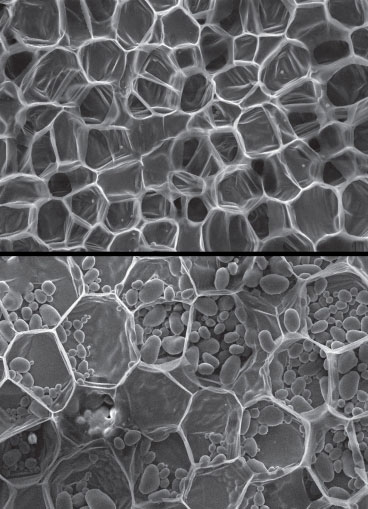 A scanning electron micrograph of carrot, top, and potato, bottom, showing relatively thin-walled cells