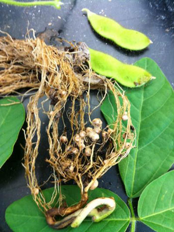 Soybean Stem, Leaves, Bean Pods, and Roots