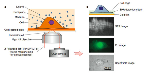 Schematic illustration of the experimental set-up for surface plasmon resonance microscopy