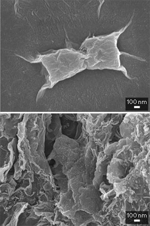 Graphene oxide (top) kills bacterial cells through cell-wrapping, while reduced graphene oxide (bottom) kills bacterial cells through cell-trapping