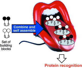 An electronic tongue for protein analysis