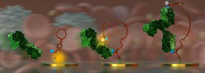An Electrochemical DNA-Switch (Red Ribbon) Detects Its Target Antibody (Green) Directly in Blood