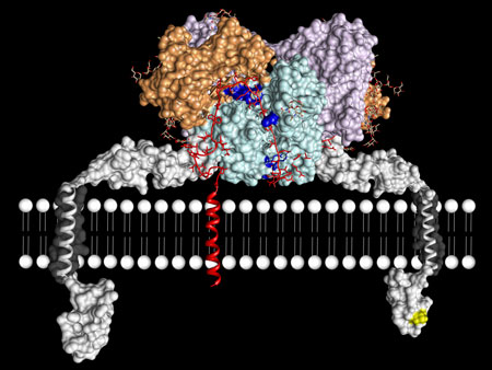 The enzyme meprin beta