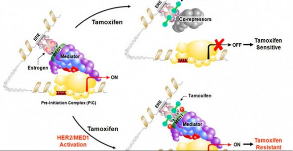 HER2 activation of MED1 drives estrogen receptor corepressor/coactivator switch by tamoxifen