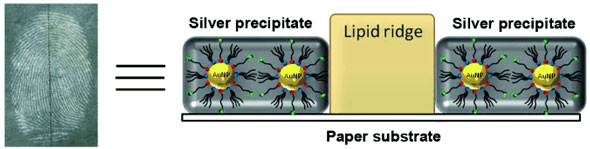 negative fingermarks are developed on paper by the application of gold nanoparticles