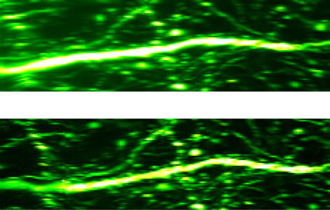 optical microscopy images of mouse brain tissues