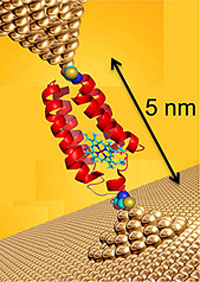 Single molecule of electron transfer protein cytochrome b562 bound between two gold electrode surfaces