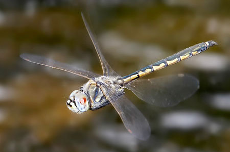 A Tau Emerald dragonfly (Hemicordulia tau) in mid flight