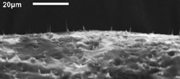 carbon nanofibers embedded in an elastic membrane