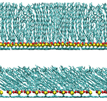 When the molecules that comprise human hair’s outer surface (blue) are packed together tightly (top), they are forced to stand erect, resulting in a thicker layer than when they are less tightly packed (bottom)