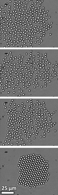 assembly of a 2D colloidal crystal composed of approximately 200 particles