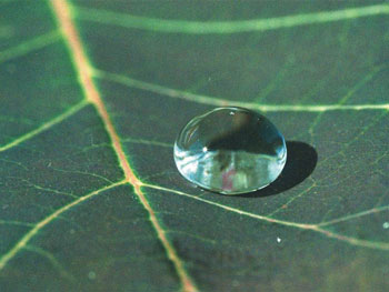 In the lotus effect, a thin layer of air covers the microscopic surface roughness