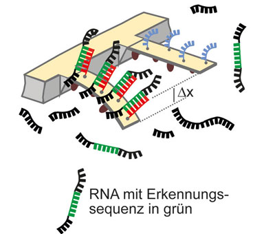 nanosensor mit DNA