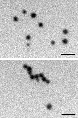 self-assembly of gold nanoparticles