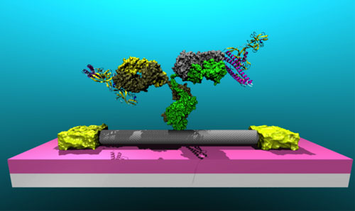  Lyme antibody attached to a carbon nanotube