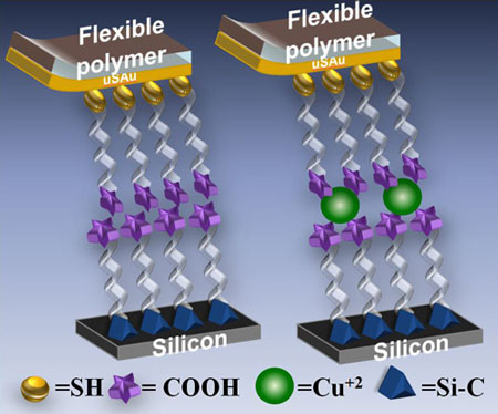 Bilayer molecular circuit formed with (right) and without (left) copper atoms