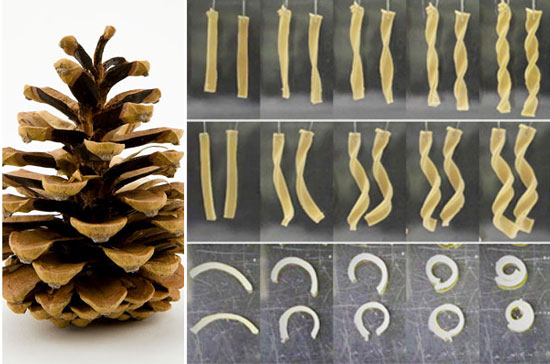 Seed pods such as pine cones were the inspiration behind this novel composite material comprising different layers that are able to change shape to varying degrees