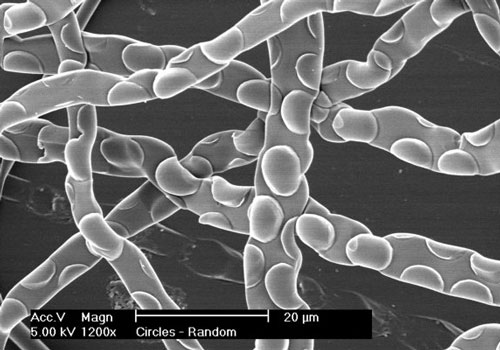 nanopatterns on microfibers