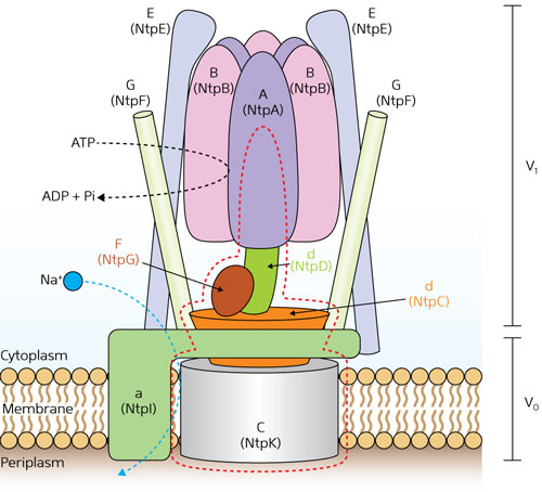 Schematic model of V-ATPase in Enterococcus hirae