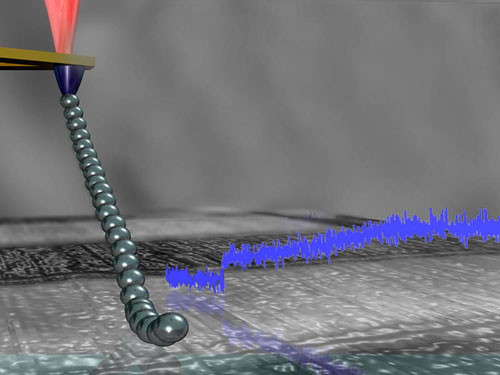 A polymer chain tied to the tip of an atomic force microscope