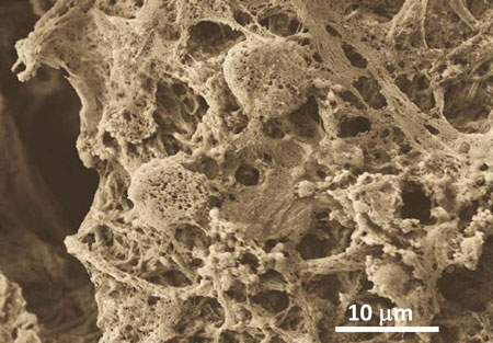 porous scaffolds of biomineralized nanoclays