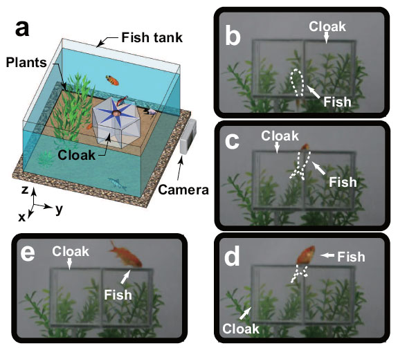 Experimental observation of fish in aquatic ray cloak