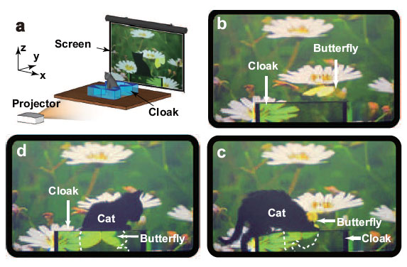 Experimental observation of cat in terrestrial ray cloak