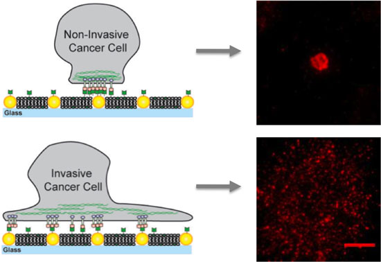 non-invasive cancer cells bind to gold nanodots