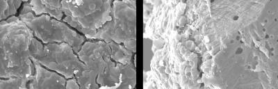 Guillemot Eggshell nanostructures