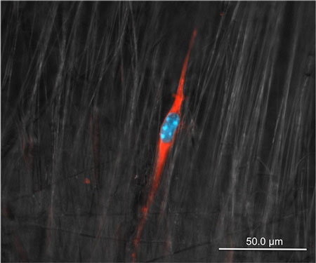 immunostained cells align themselves with polymer nanofiber