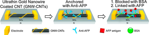 Noncovalent ultrathin gold nanowires functionalized multiwalled carbon nanotube hybrid sensing agents