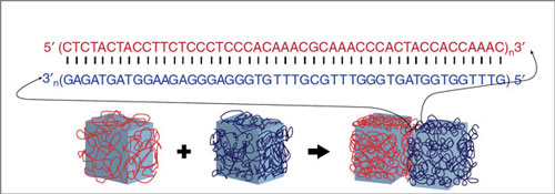 DNA makes glue programmable
