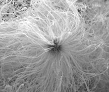 Sea Urchin nanoparticle 