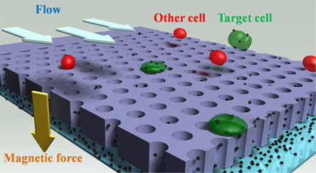 using magnetic beads to quickly detect rare types of cancer cells