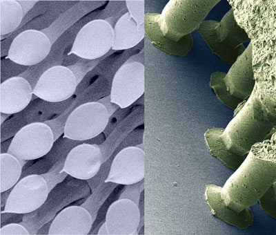 scanning electron microscope of  mushroom-shaped adhesive structures