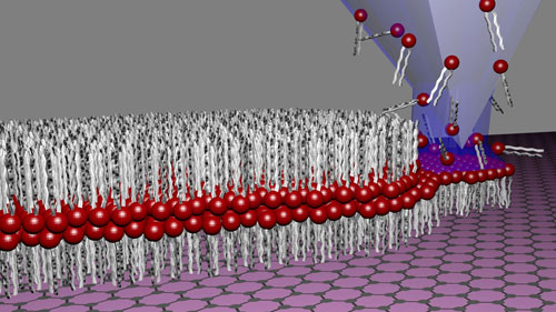 lipid dip-pen nanolithography