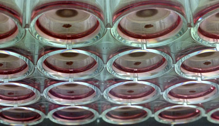 growing 3-D cell cultures using magnetic levitation