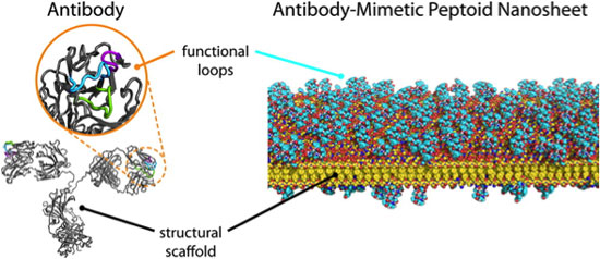 Antibody-inspired molecular Velcro