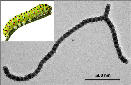 Nanopartikel, die durch Selbst-Aggregation entstanden sind, schliessen sich zu einer Raupenmizelle zusammen