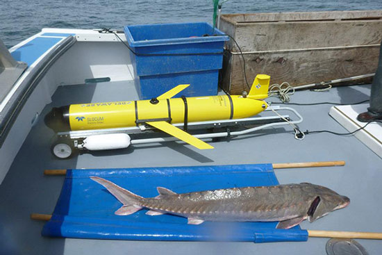 The OTIS glider waiting on deck while an Atlantic sturgeon gets tagged and released