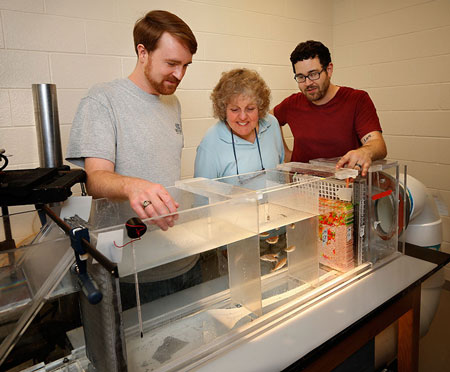 L-R John Elder, Masters student in Biology, studies fish behavior in a flow tank with Biological Science professor Sheryl Coombs and Masters student Joseph Bak-Coleman