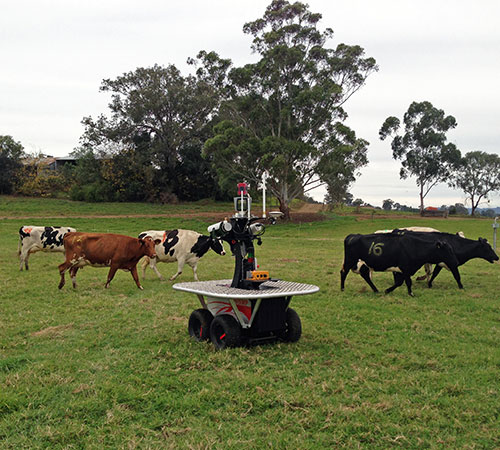 The 'Shrimp' robot interacts with  dairy cows
