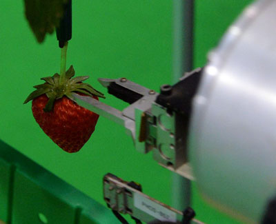 strawberry-picking robot