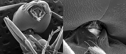 An electron microscope shows the neck region of the Allegheny mound ant