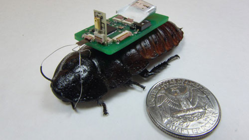 cyborg cockroach